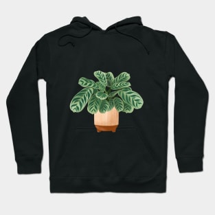 Calathea Burle-Marxii Amabilis, Calathea Plant Illustration Hoodie